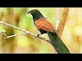 Call of The Greater Coucal or Crow Pheasant (Centropus sinensis)