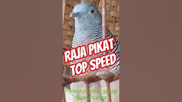 perkutut lokal gacor suara besar #perkutut #perkututtuban #perkututlembur #birds #perkututlokal