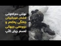 نهێنی دەرکەوتنی لاشەی قوربانییانی جەنگی یەکەم و دووەمی جیهانی لەسەر چیای ئاڵپ نهێنی دەرکەوتنی لاشەی قوربانییانی جەنگی یەکەم و دووەمی جیهانی لەسەر چیای ئاڵپ
