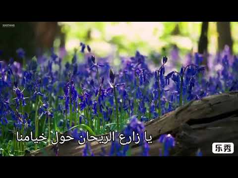 يا زارع الريحان حول خيامنا لاتزرع الريحان لست مقيم جميلة جدا