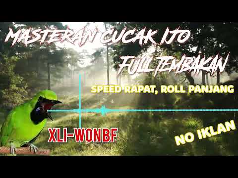 master variasi tembakan cucak hijau