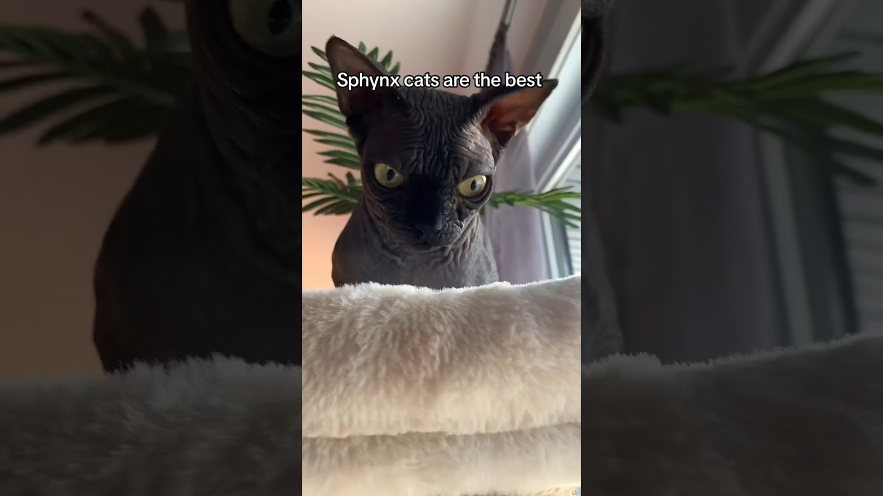 Why sphynx cat are the best cat breed  ! 
