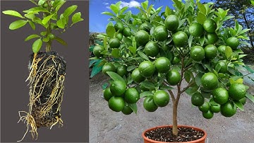 Grow Lemon Trees Faster With Aloe Vera! Best Ideas Propagating Lemon Trees