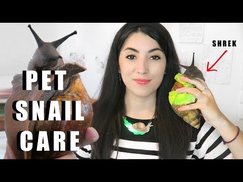 Giant African Land Snail CARE | Snail Care Tutorial | How To Care For Snails