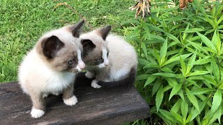 Kotoptichki. Cats climb trees! Cute kittens Chipik and Dalik:) by ShirliMur 132 views 1 year ago 3 minutes, 45 seconds