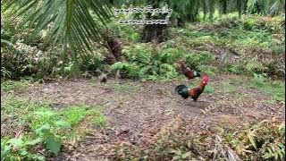 PIKAT AYAM HUTAN YAYLOW JUNIOR TAPAU KE 1 , LAMAN ESTET SG SAMAK , AYAM HUTAN BAWA IBU GARANG GILA!