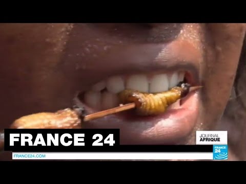 Vidéo: A quoi ressemble une larve de termite ?