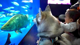 初めて水族館を体験した赤ちゃんと愛犬の反応が可愛すぎました・・・