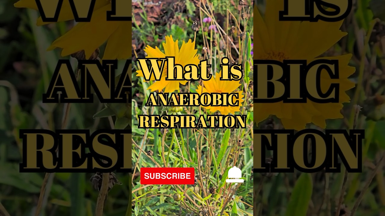 What is Anaerobic respiration 