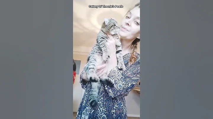 Watch the video about Denver Of Theonie's Pearls un sublime highland lynx spotted tabby,aux oreilles curl multipolydactile