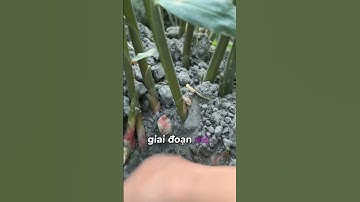 thông báo khẩncấp #kythuatcaytrong #trongcay #vuinhon #cây #chiase #hottrend #shorts #trongtrot #cây