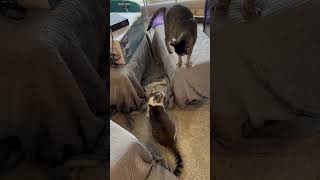 Morning playtime for two boy cat buddies by My Pampered Kitties 251 views 3 weeks ago 1 minute, 24 seconds