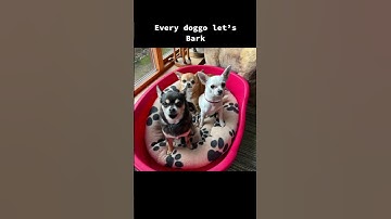 Thumbnail of Dog Parody Song Elvis Jailhouse Rock Singing Chihuahuas