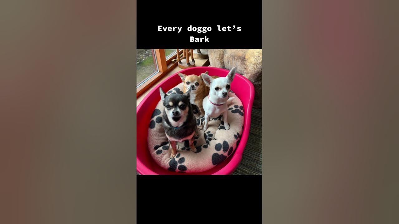 Dog Parody Song Elvis Jailhouse Rock Singing Chihuahuas Dog Parody Song Elvis Jailhouse Rock Singing Chihuahuas