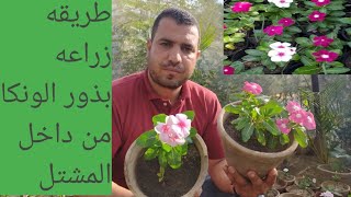 طريقه زراعه نبات الونكا من داخل المشتل