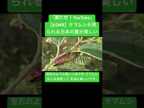 【ASMR】タマムシが見られる日本の夏が美しい #sound #昆虫 #虫の声 #bug #yt #sdgs #asmr #environment #video #昆虫 #タマムシ #カブトムシ