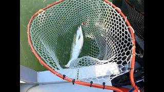 Carol Salmon fishing 8:4:26