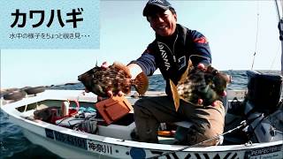 友恵丸動画　カワハギ水中の様子をチョット覗き見・・・