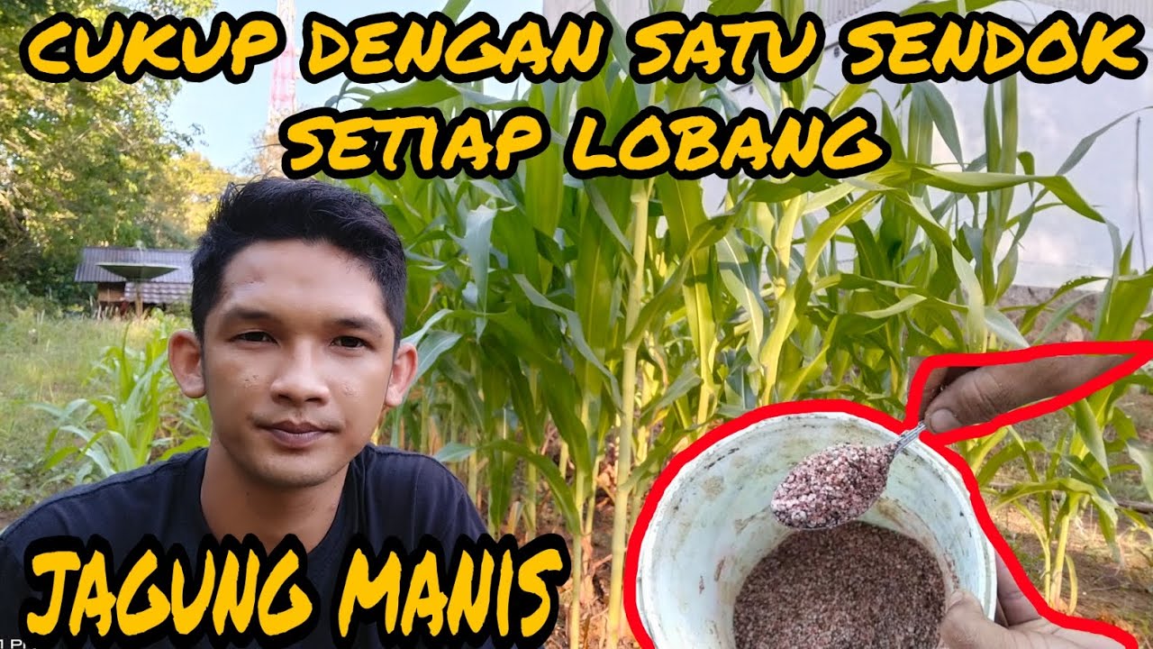 Cara Pemupukan Jagung Bisi 2 Cara pemupukan jagung ke 2 || jilid 2 - YouTube
