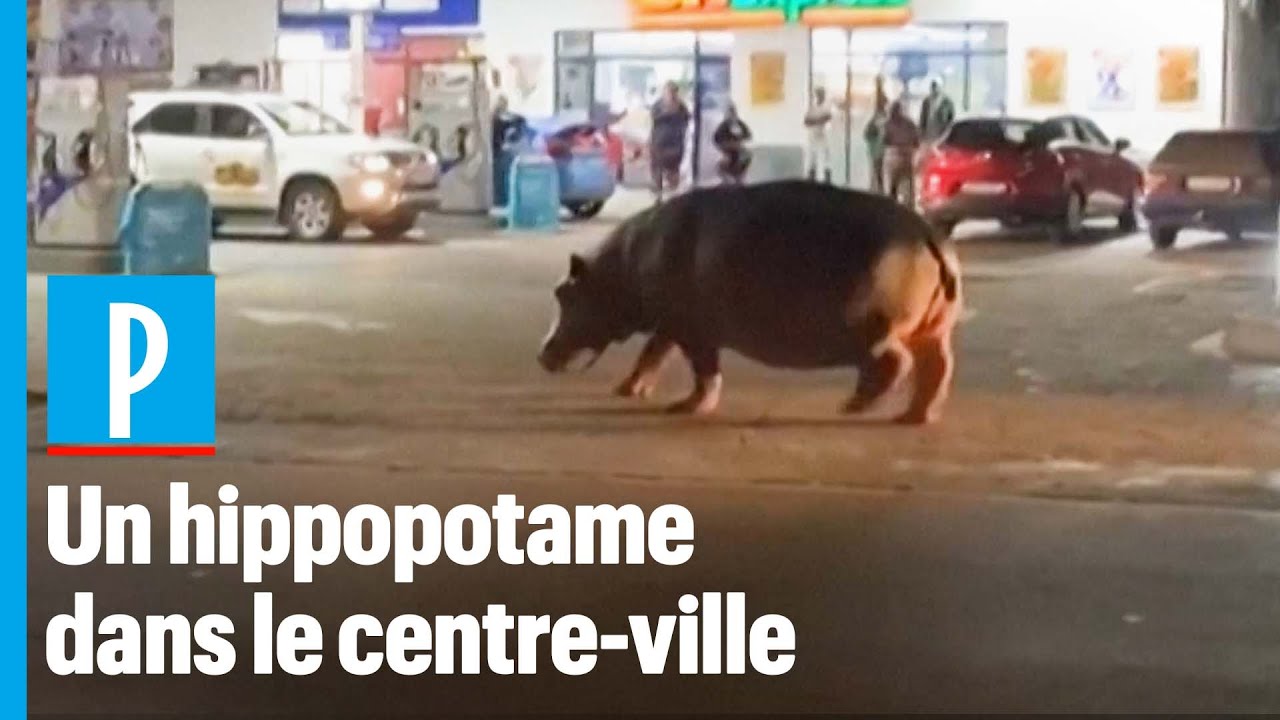 Gratuit Images Un Hippopotame Se Promene Au Cœur D Une Ville D Afrique Du Sud dernière salutations