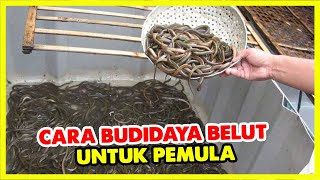 Cara budidaya belut untuk pemula
