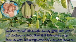 నేతి బీరకాయ /అంబటి బీరకాయ బజ్జీలు | Ambati Ridge Gourd snacks