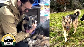 Two crazy German shepherds shatter my expectations | The Asher House