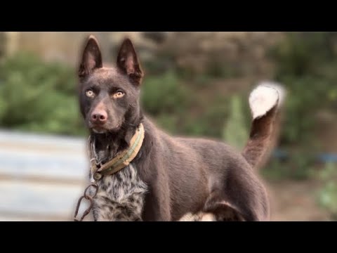 TÜRK KURDU ! DOMUZ AVCISI ZERDAVA KÖPEKLERİ