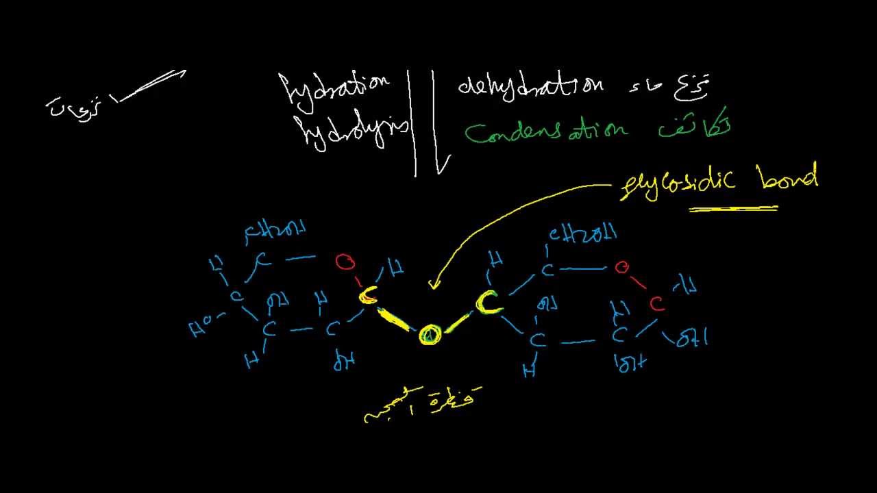 السكريات الثنائية Youtube