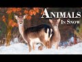 Yспокаивающая музыка для нервов 🌿 лечебная музыка с животными на снегу