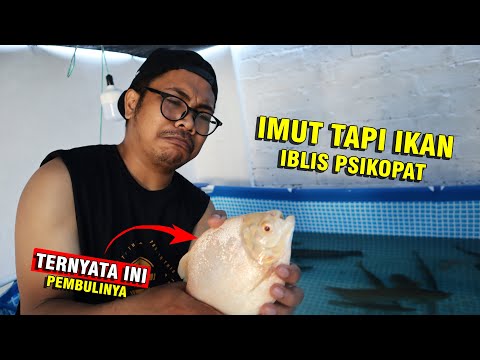 Video: Apakah ikan pacu agresif?