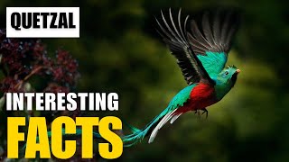 What Are the Most Interesting Facts About  Quetzal? | Interesting Facts | The Beast World