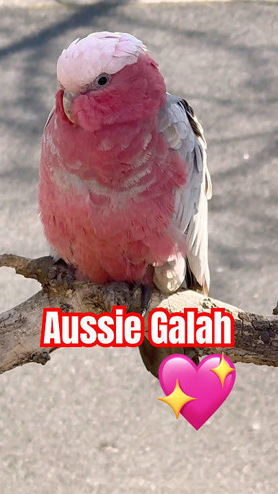 Download lagu Galah Cockatoo (Parrot) Bird Call/Song/Sounds #shorts