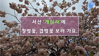 천년고찰 '개심사'에 청벚꽃, 겹벚꽃 보러 가요.