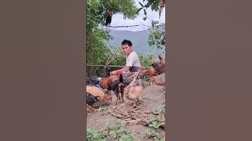 Hlau youtube mus pub qaib lom zem heev.cho gà ăn