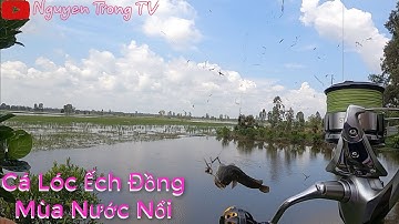 Câu Cá Lóc Mùa Lũ Ngoài Tràm Chim #5 || Nguyen Trong TV