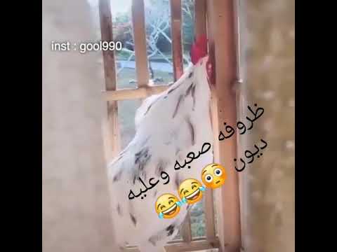 احله صياح الديك خطيه البانزين وصخ