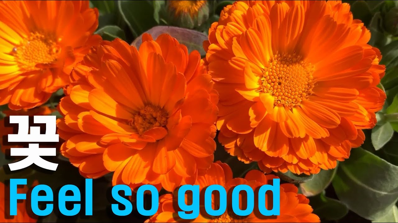 Flowers that make you feel good YouTube