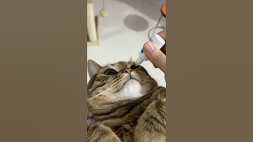 Check the pinned comment #cats #catsoftiktok #catlovers