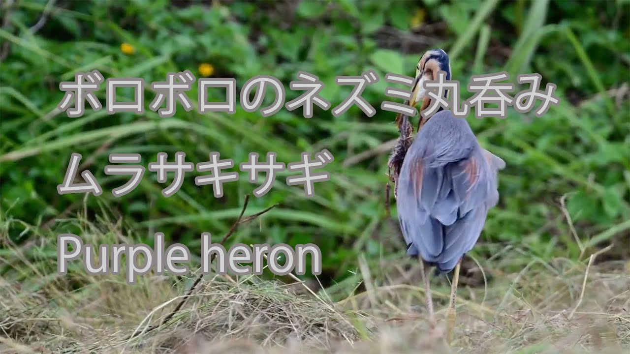 ボロボロのネズミ丸呑み】ムラサキサギ Purple heron | 石垣島バード