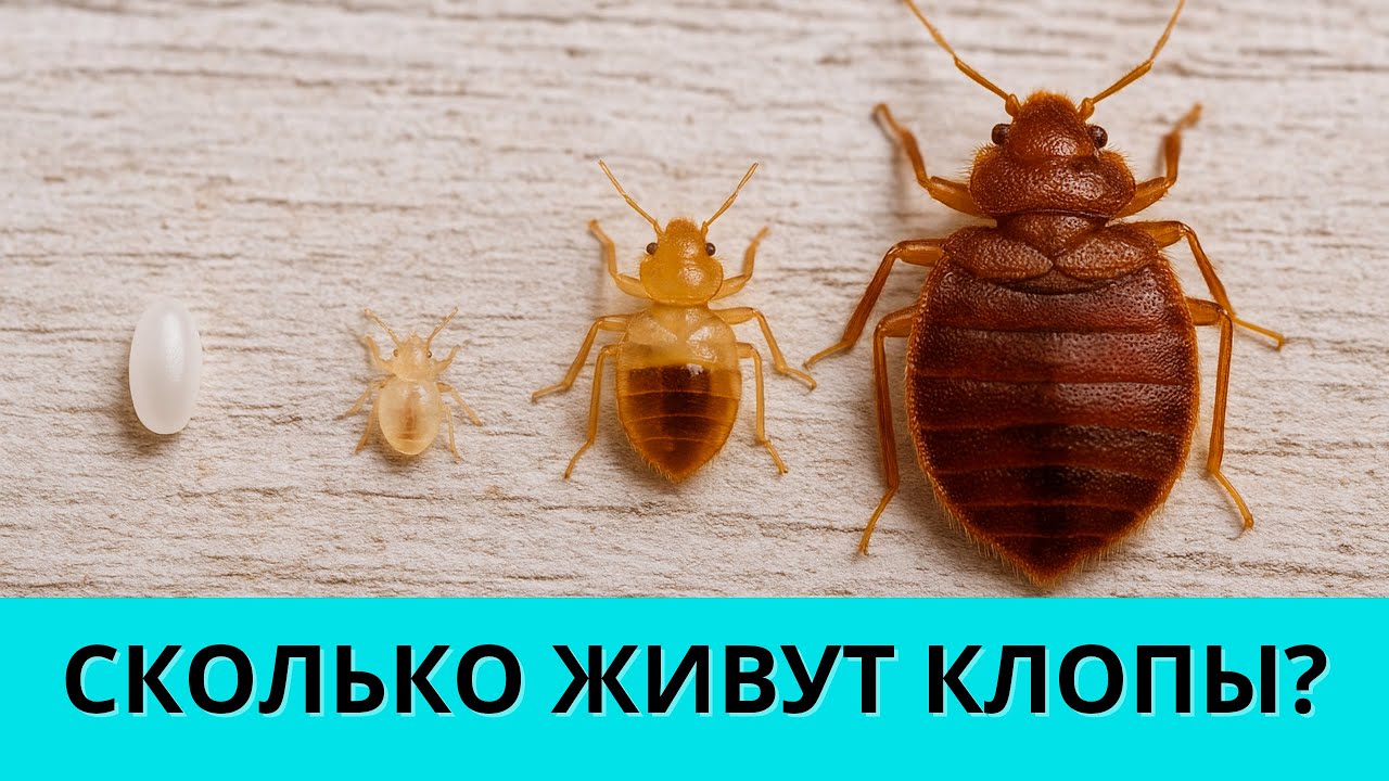 Сколько живут клопы без еды в пустой квартире без людей?