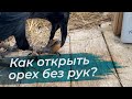 Проверка памяти у Гоши / Что там с вольером?