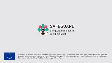 Safeguarding European wild pollinators: The Safeguard project