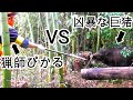 【狩猟生活】未熟な猟師ぴかるの初のイノシシとのバトル※凶暴なシシの映像があります。心臓の弱い方は視聴をお控えください