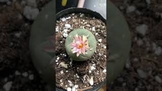 Peyote Grew A Flower