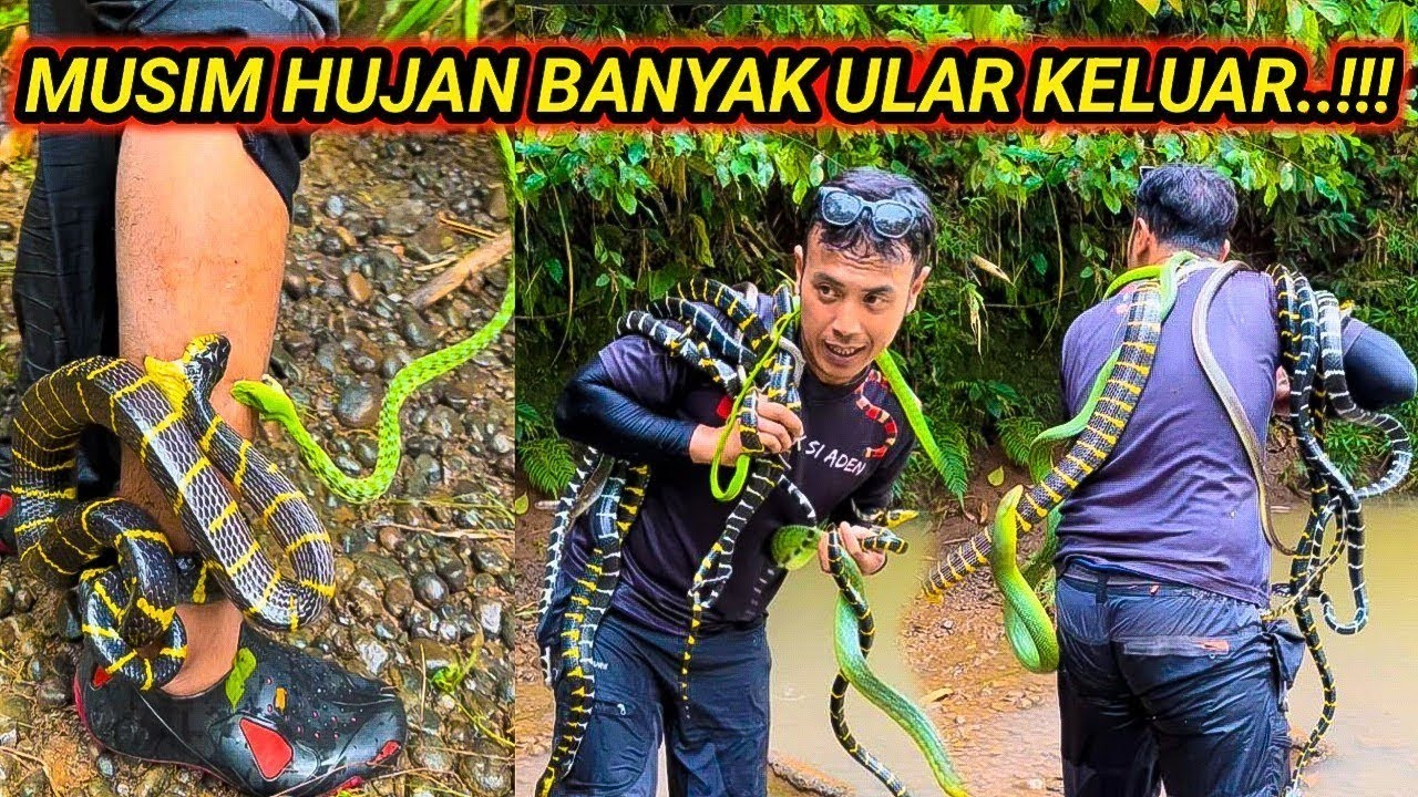 JEJAK SI ADEN TANGKAP PULUHAN ULAR BELANG DI SUNGAI KANTONG SAMPAI PENUH