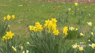 Pollen Concentration Up By More Than 21% Since 1990