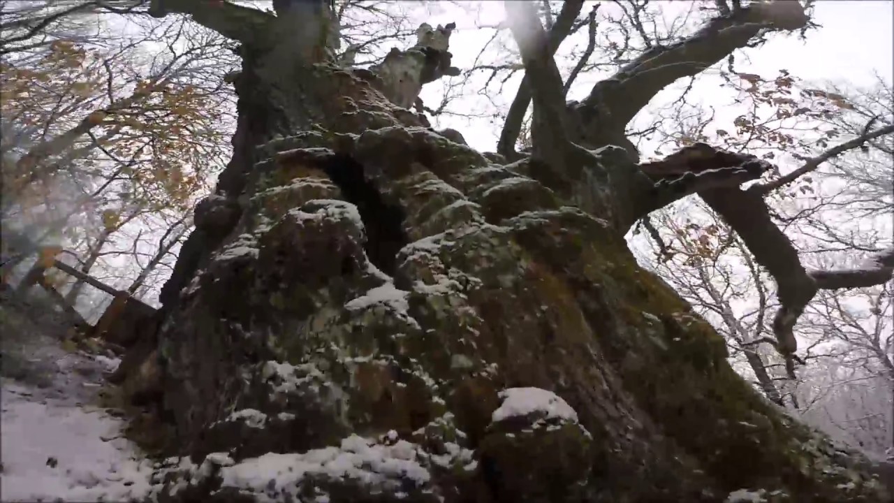 El roblón  de Estalaya