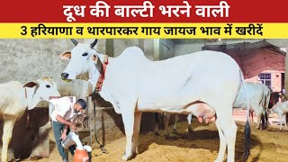 दूध की बाल्टी भरने वाली , 3 हरियाणा व थारपारकर गाय , जायज भाव में खरीदें , Nikku Gurjar Dairy Farm ,