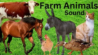 Farm Animal With Sound Cow Dog Rabbit Cat Horse Sheep Goat Hen Rooster Donkey